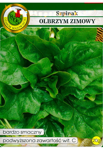 Spinach "Olbrzym zimovy"